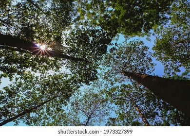 Many tree in the forest