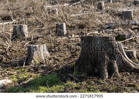 Many tree stumps in the forest