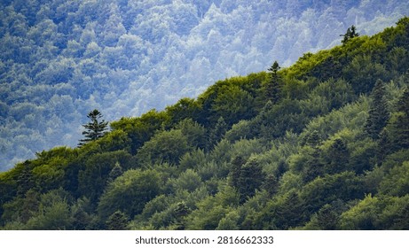 many trees in the background. dense summer green forest on the mountain. deciduous and coniferous trees. haze in the distance