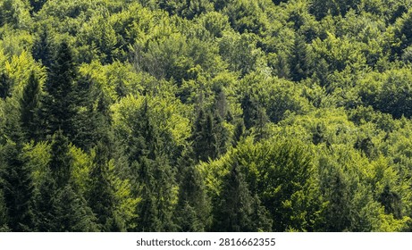 many trees in the background. dense summer green forest on the mountain. deciduous and coniferous trees. haze in the distance