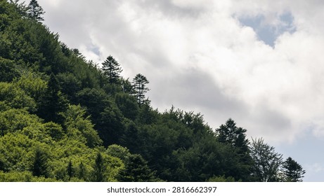 many trees in the background. dense summer green forest on the mountain. deciduous and coniferous trees. haze in the distance