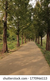 many trees and a path