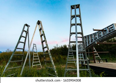 Many Tripod Fruit Picking Ladders. Gardening Tools And Equipment Ready To Use In The Cherry Orchard, Creston Valley, British Columbia, Canada