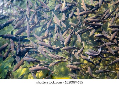 Many Trout Fish In A Pond With Fresh Water View From Above At A Fish Farm.