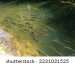  many trout swim in a river uncontaminated

