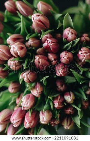 Many tulips are dark pink