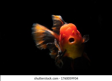 
Muchos tipos de pez dorado Ranchu , Ryukin , Oranda , Telescopes goldfish . Muy lindo y hermoso el arte natural. Sólo un momento de captura del movimiento.