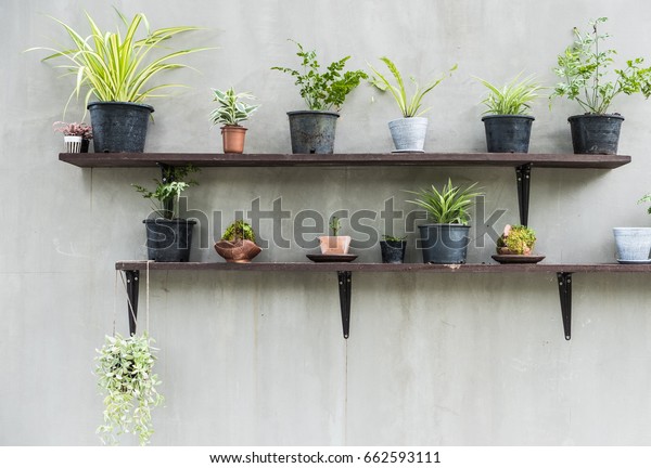 灰色のセメント壁の棚に置かれた鉢の中には 多くの植物が植えられ 装飾的な屋外のコンセプトが取り入れられている の写真素材 今すぐ編集