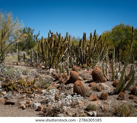 Many types of cacti native to Tucson Arizona