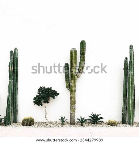 Many types of cactus both small and large were planted in front of the wall. Its dark green contrasts with the white of its back. It's a really cool decoration. It gives the walls a lot more appeal.