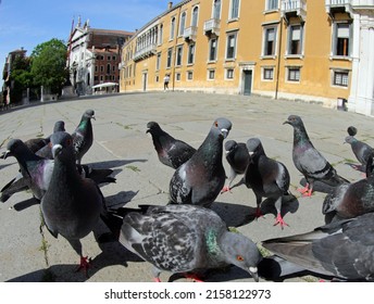 many urban pigeons looking for crumbs to eat in the large square with very few people during the terrible lockdown