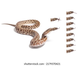 Many Variation Of Children's Python Tongue Out, Easy To Make A GIF, Isolated On White