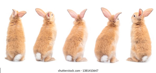 Download Rabbit Back View Images, Stock Photos & Vectors | Shutterstock
