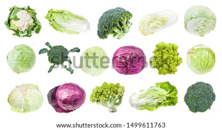 many various headed cabbages (romanesco, broccoli, cauliflower, white cabbage, red cabbage, napa cabbage, savoy cabbage, etc) isolated on white background