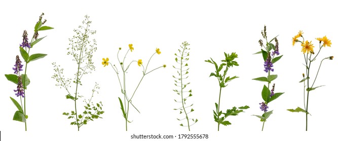 Many various stems of meadow grass with yellow, white and purple flowers isolated on white background