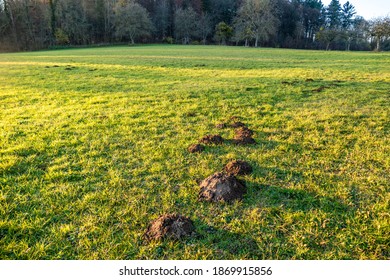 539 Mole pile Images, Stock Photos & Vectors | Shutterstock