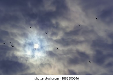 Many Vultures flying in cloudy sky. Silhouette of birds in the sky.
 - Shutterstock ID 1882300846
