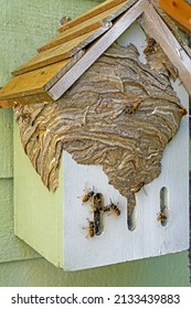 Many Wasps Building Their Nest In A Pre Built Home For Critters, Gloucestershire, UK