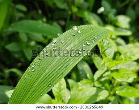 Many water droplets are on the green grass leaves.