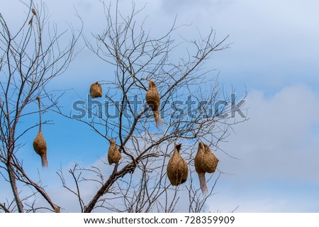 Many of weaver bird or ricebird nest on the tree branch