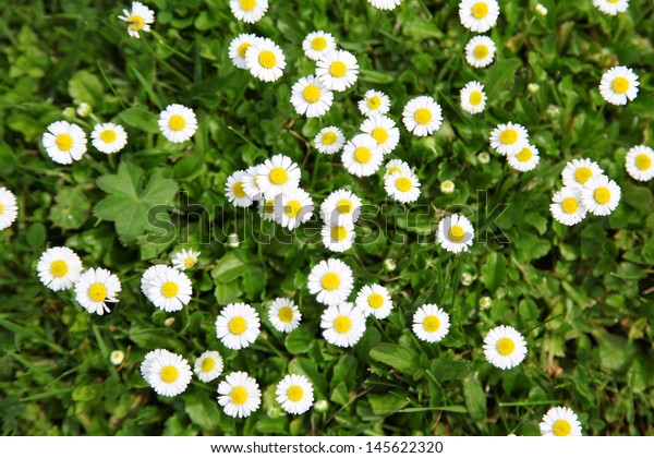 Many White Daisies Top View Meadow Stock Photo 145622320 | Shutterstock