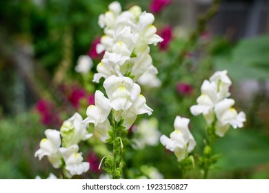 Many white dragon flowers or snapdragons or Antirrhinum in a sunny spring garden, beautiful outdoor floral background photographed with soft focus