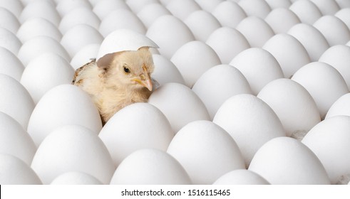 many white eggs and one egg hatches chicken - nestling, closeup photo, incubator concept