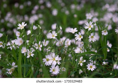 Many White Flovers On Glade In Forrest