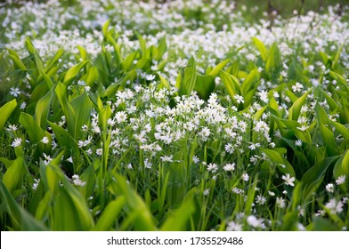 Many White Flovers On Glade In Forrest