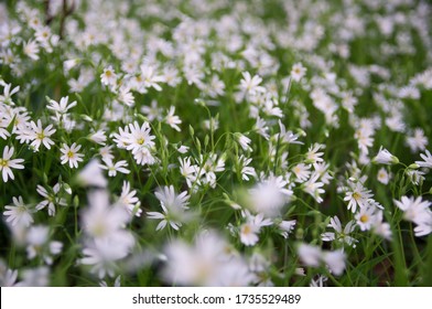 Many White Flovers On Glade In Forrest