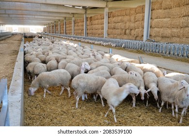 Many White Fluffy Sheep Standing Together Behind Fence In Rustic Barn On Farm