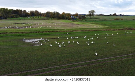 Many white geese gathered in rural field preparing for long flight