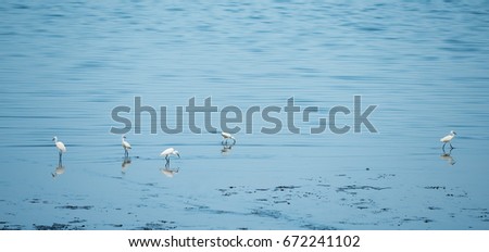 A many white heron walking in a beach find food and blue sea background.