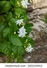 many white jasmine flower blooming (Jasminum sambac)
