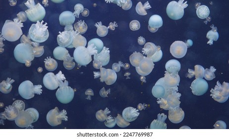 Many white jellyfish float in the deep dark blue water