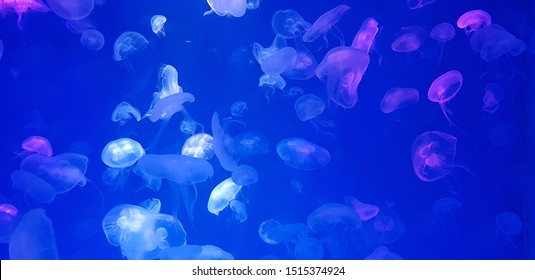 Many white jellyfish are in the sea.