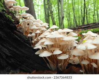 Many white mushrooms grow on an old oak stump from the bottom to the top. Mycena mushroom in the natural environment. Poisonous mushrooms are parasites.