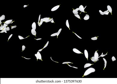 Many white petals of chrysanthemum flowers in the air isolated on a black background. Marguerite petals falling down