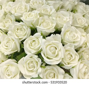 Viele weiße Rosen auf floralem Hintergrund