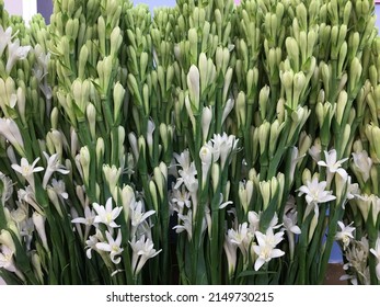 Many of white tuberose flowers and buds background