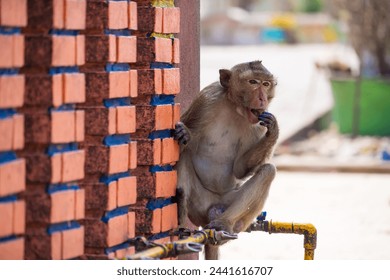 Many wild monkeys are causing a lot of problems in Lopburi City, both attacking tourists and destroying things around Lopburi City.