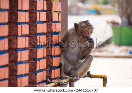Many wild monkeys are causing a lot of problems in Lopburi City, both attacking tourists and destroying things around Lopburi City.