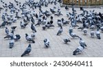 Many wild pigeons in the city square. A group of pigeons.
