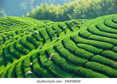 Many Workers Picking Crops On Sunny Stock Photo 196958504 | Shutterstock