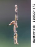 Many Worms Hanging From a String