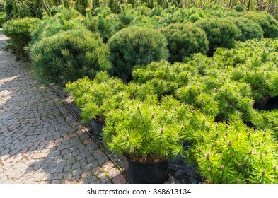 Many Yang Coniferous Trees In Garden Store Centre