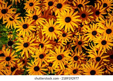 Many Yellow Cone flowers Rudbeckia fulgida var. deamii in sun Black Eyed Susan daisy-like flowers, with golden-yellow rays surrounding chocolate-brown central cone. Black-eyed-susans Coneflowers bloom