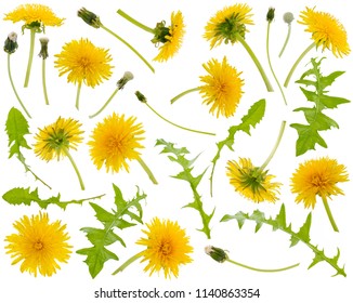 Many yellow dandelions and dandelions leaves at various angles isolated on white background