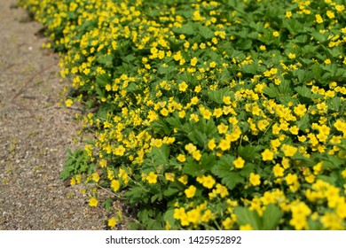 Many Yellow Flowers Of Waldsteinia Or Flowering Barren Strawberries In Spring Garden. Natural Yellow-green Pattern Background