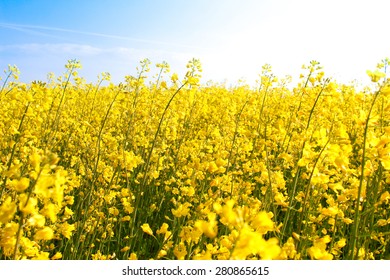 Many Yellow Rapeseed Growing Huge Field Stock Photo 280865615 